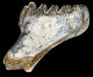 Fossil Stegodon Lower Jaw M Molar - Indonesia #45379-2